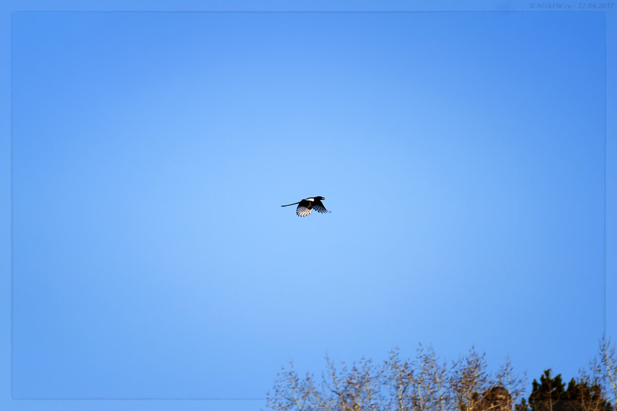 Сорока в полёте с добычей © NickFW.ru - 22.04.2017г.