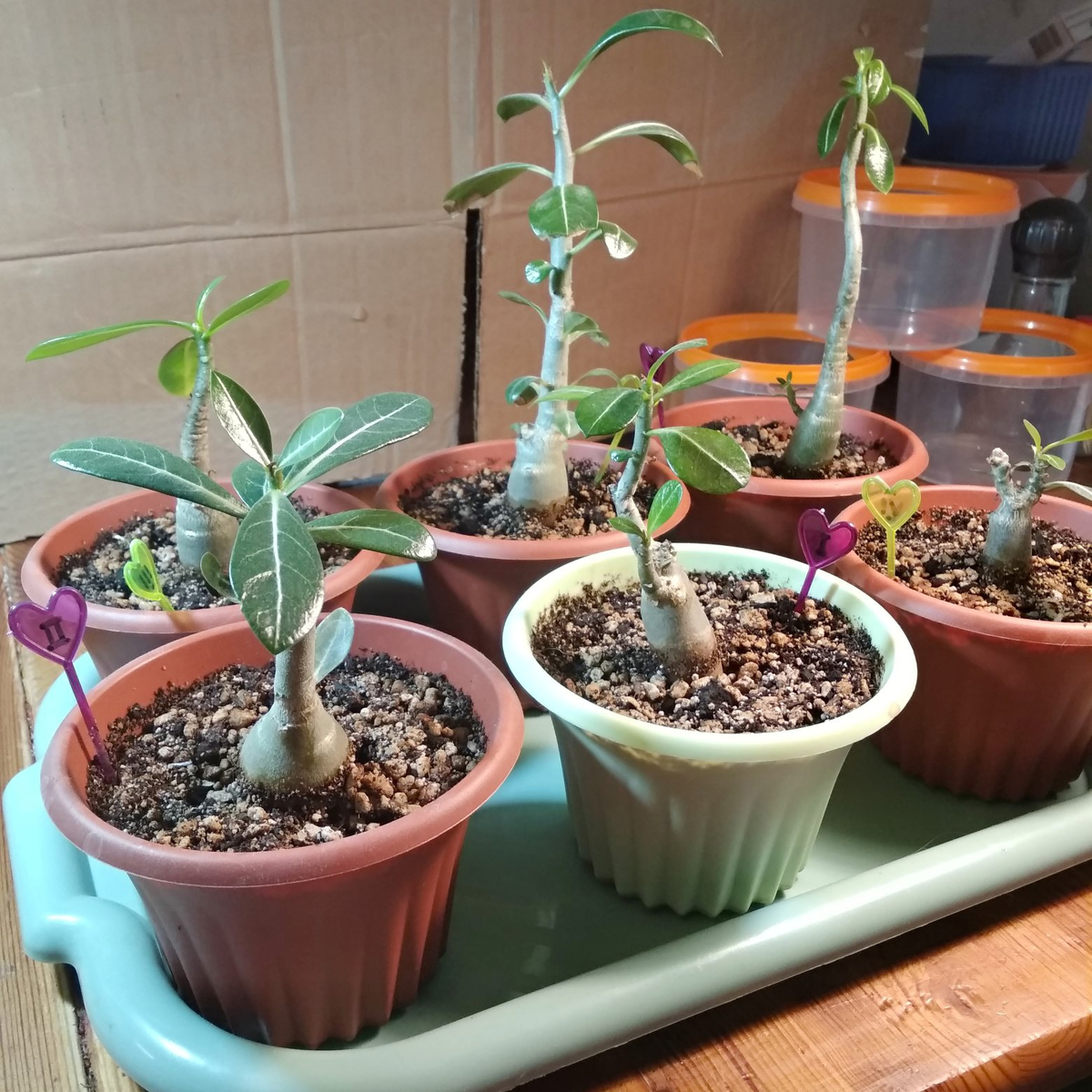 Вот они, мои тщедушные)) Тут есть и два арабикума, под номером 3 и 4, 1 и 2 это ручное опыление, 5 и 6 – подарочный микс