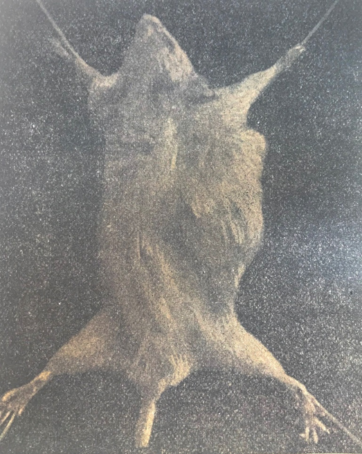 Спонтанный рак молочных желёз мыши. Из: Г. Русси. Рак (современное положение вопроса о раке). Государственное издательство. Ленинград, 1925.