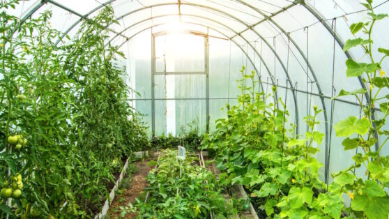    Что посадить в теплице весной: 8 подходящих культур Алина Городниченко