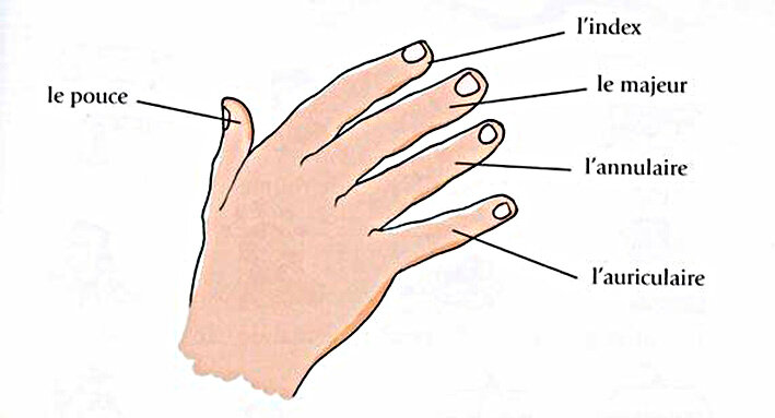 название пальцев на руке