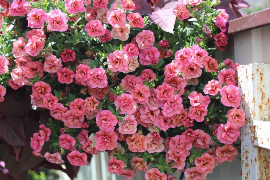 Калибрахоа Noa Double Rose фото dvervleto.su интернет в свободном доступе