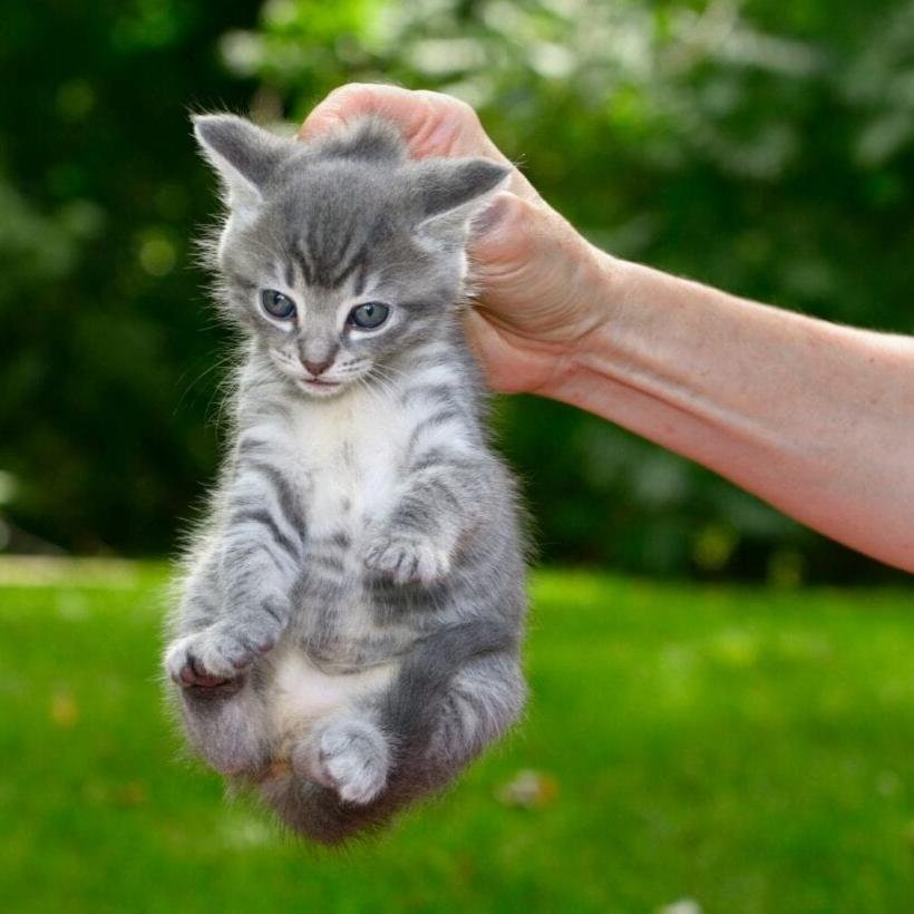 Вредно ли таскать кота за шкурку: физиология и психология поведения кошек