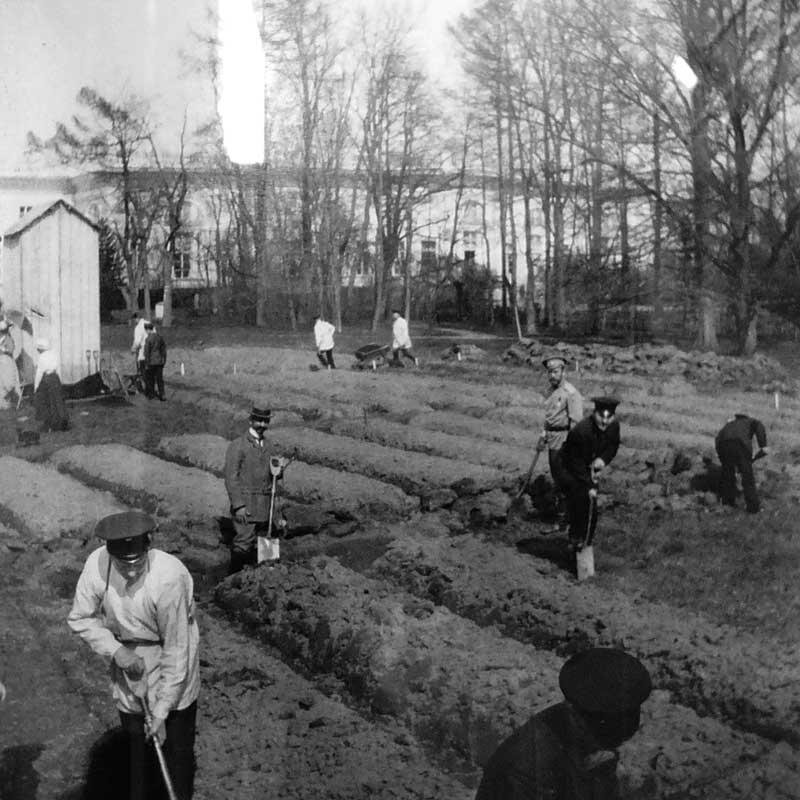 Работа в огороде, разбитом в Царском Селе