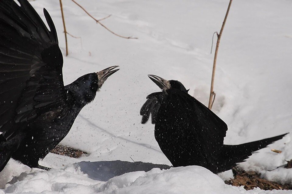     Маврикиев день отмечают 7 марта - собрали запреты и приметы. Алексей ФОКИН (фото)