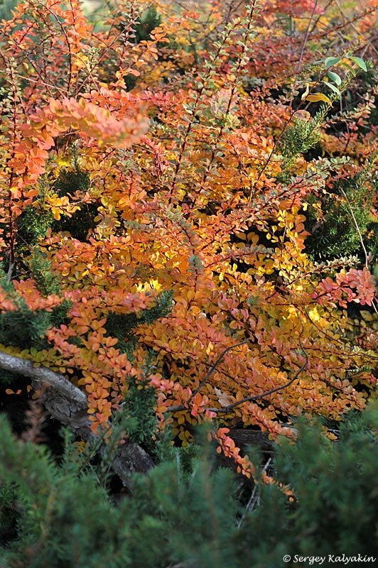 ��� ������� ������������ �������� � ����