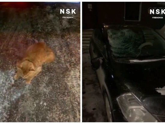     ФОТО «ЛЮБИТЬ НОВОСИБИРСК» / TELEGRAM-КАНАЛ