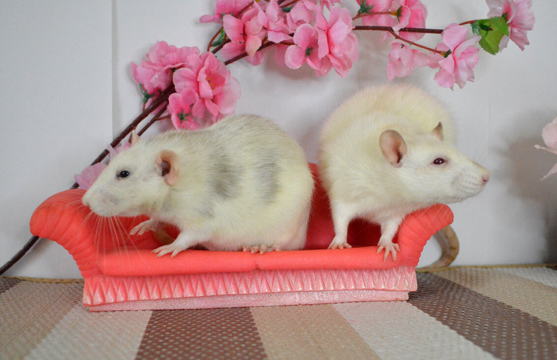 Хельга и Флатти