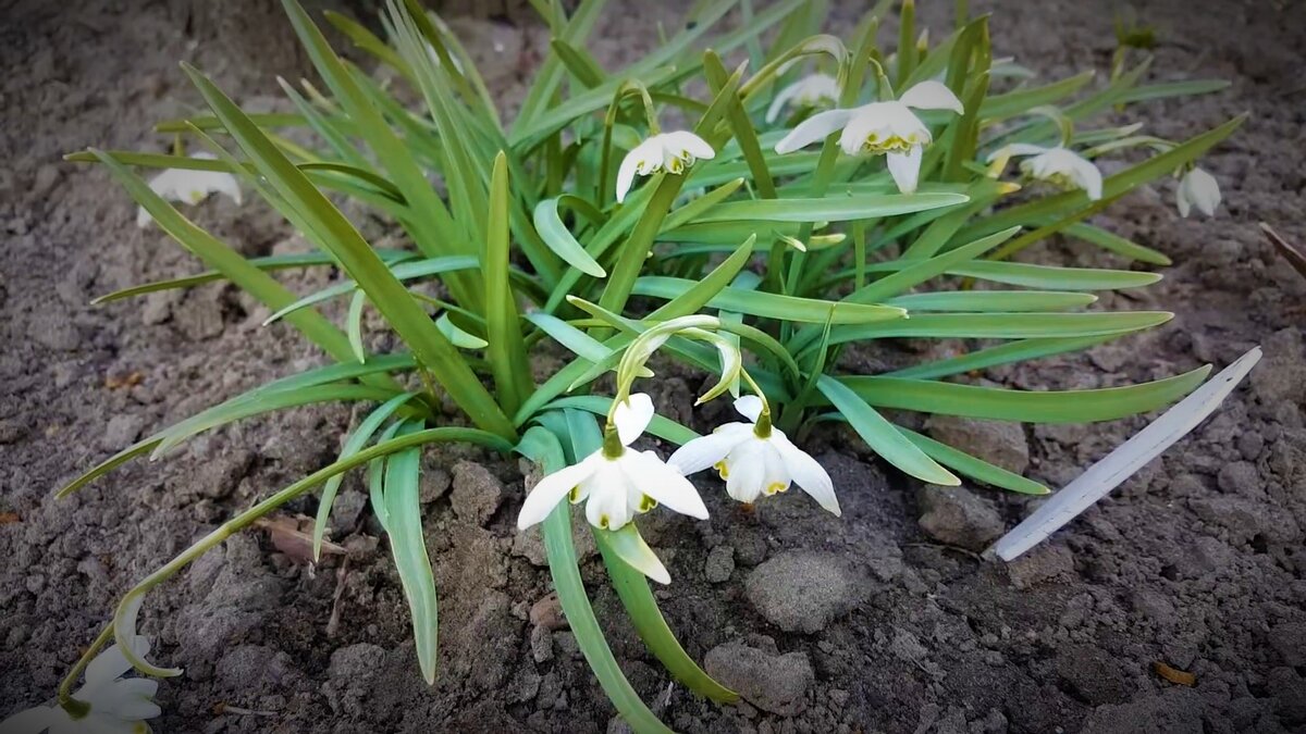 подснежник,подснежники,подснежники фото,цветы подснежники,весна подснежники