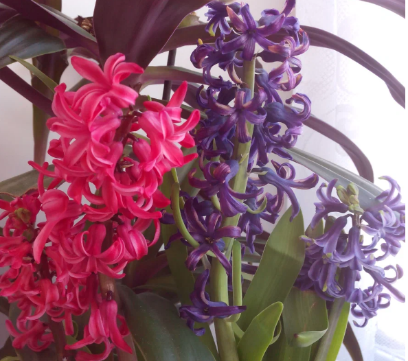 гиацинты. март