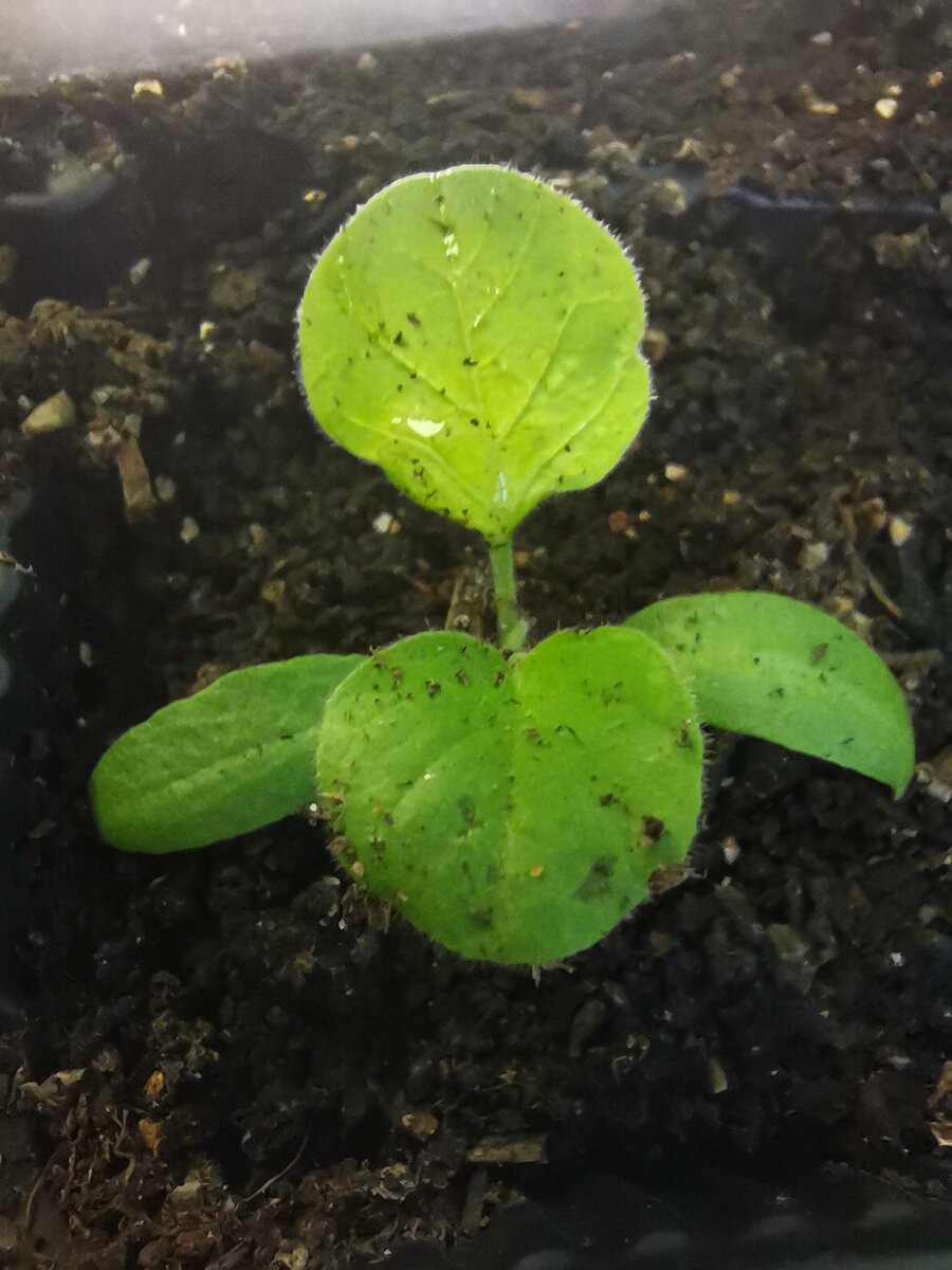 Сеянец баклажана после пересадки