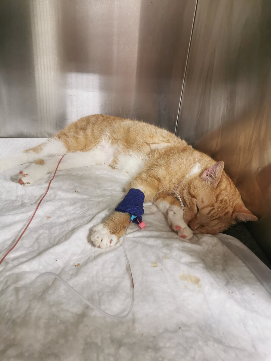 © ВСЕ ОТТЕНКИ КОШАЧЬЕГО 