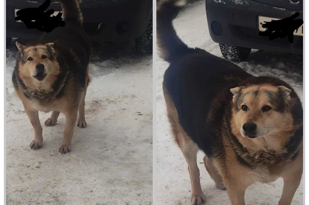    Преступление произошло в ночь с 6 на 7 марта. Пса Кубика с ножевым ранением в шею нашли у железнодорожного перехода. Собака была еще жива.