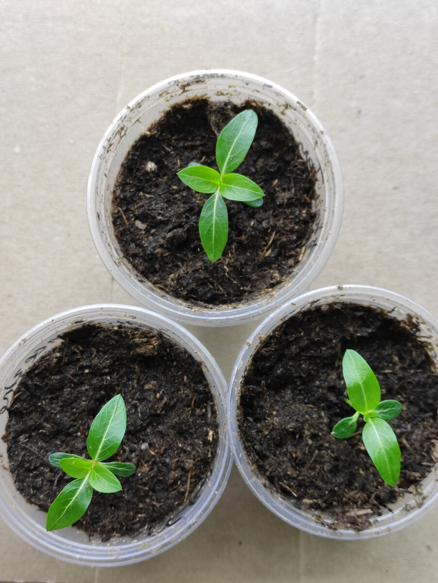 Малыши, рассаженные по стаканчикам.