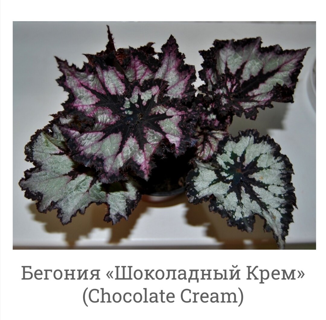 Бегония шоколад. Бегония Chocolate Cream. Бегония декоративнолиственная Королевская. Бегония Королевская рекс. Бегония декоративнолиственная Chocolate Cream.