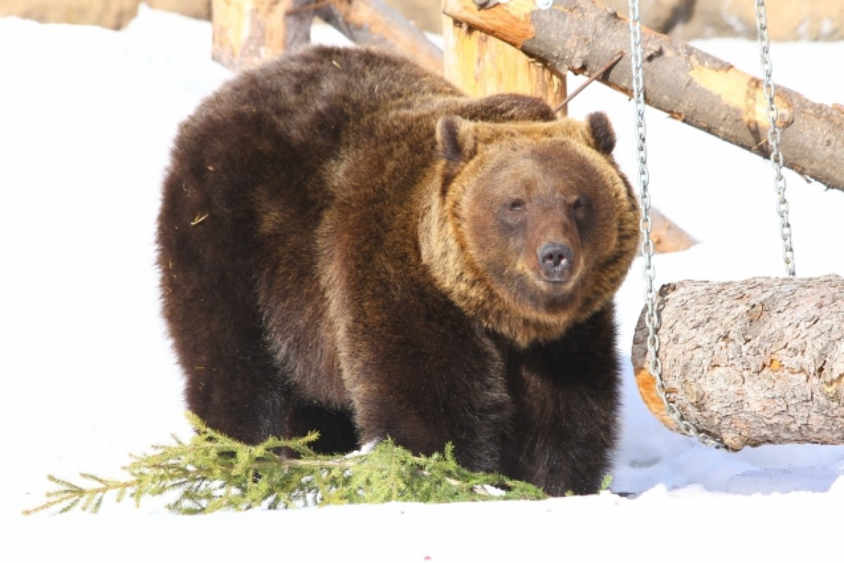    Бурый медведь Гоша проснулся в ижевском зоопарке