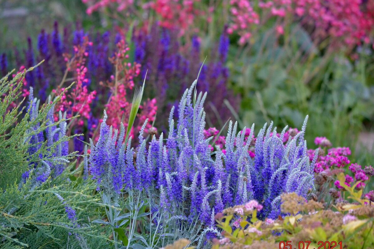 Вероника седая