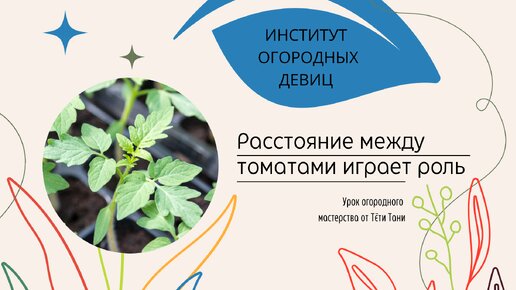 Как расставить томаты, чтобы были крепкими.