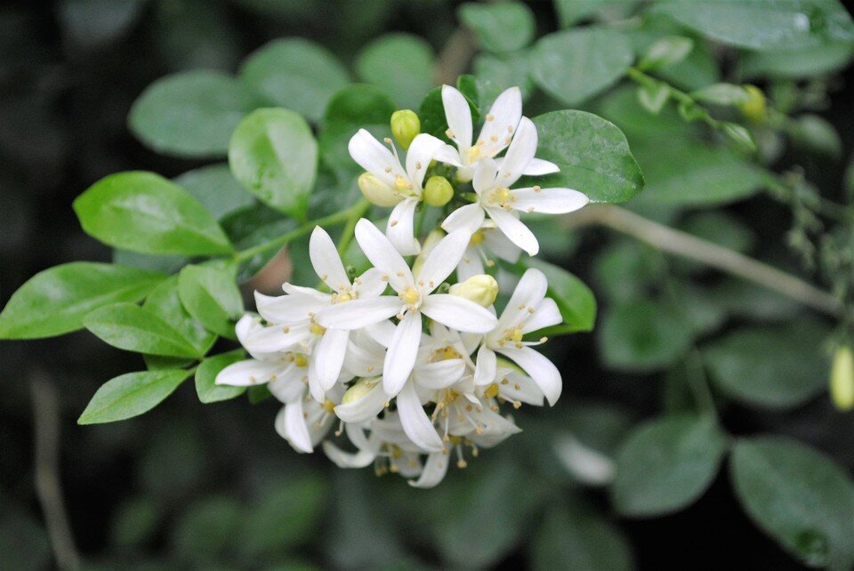     Муррайя. Фото: Донецкий ботсад