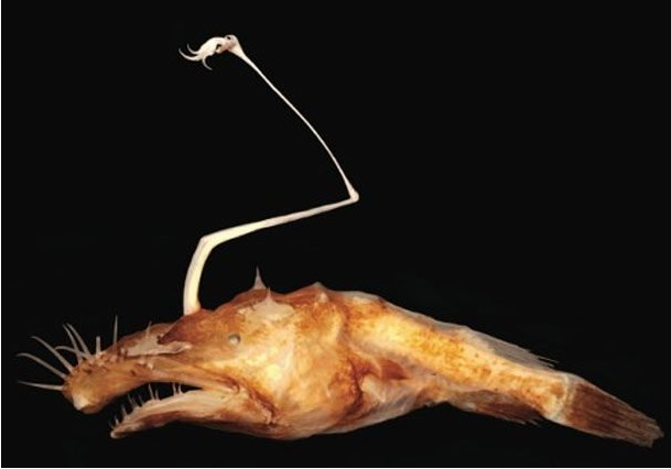 Фото: the-scientist.com