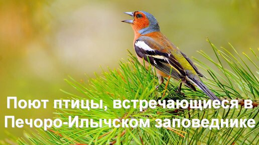 Зяблик. Поют птицы, встречающиеся в Печоро-Илычском заповеднике.