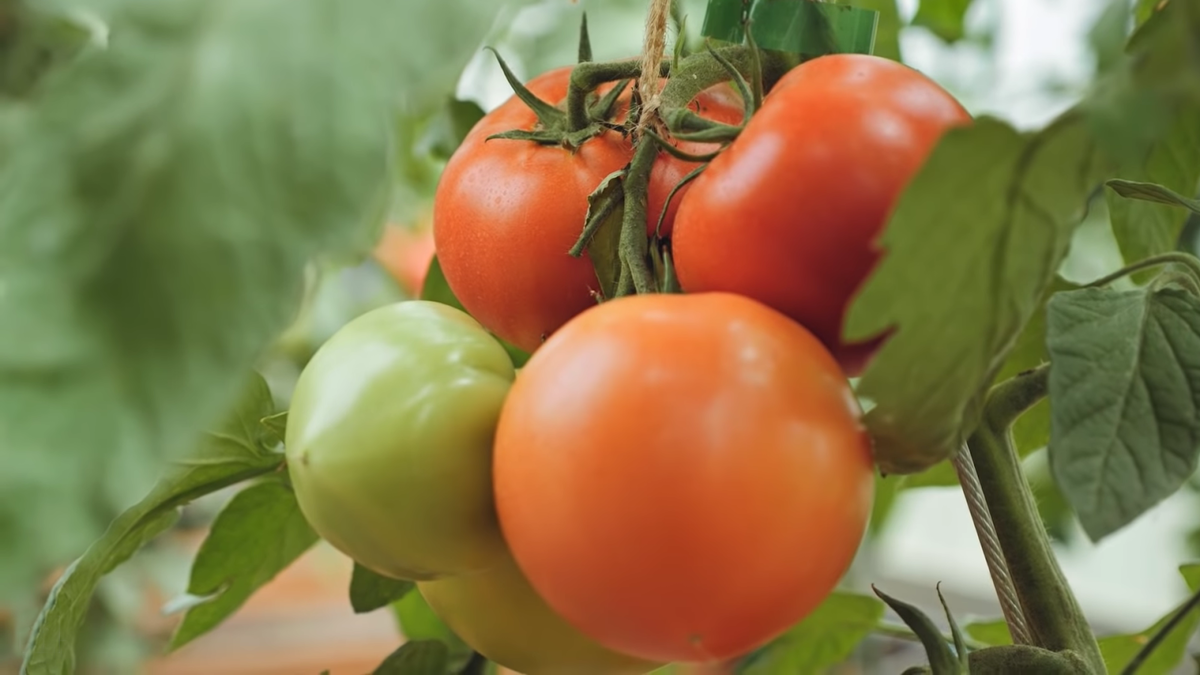 Чем отличаются сортовые томаты от гибридов? Что лучше выбрать длявыращивания
