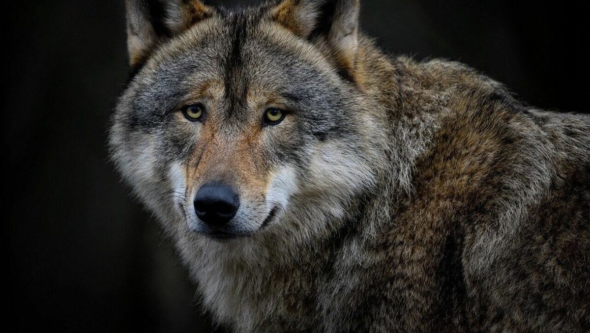     Почему отстрел волков сегодня можно сравнить с геноцидом? Правда ли, что у них развита боязнь людей? Чем опасно их удаление из экосистемы, и почему у этих хищников нет шансов нарастить численность до опасного уровня? Об этом Inkazan рассказал казанский биолог и зоолог Антон Бортяков.