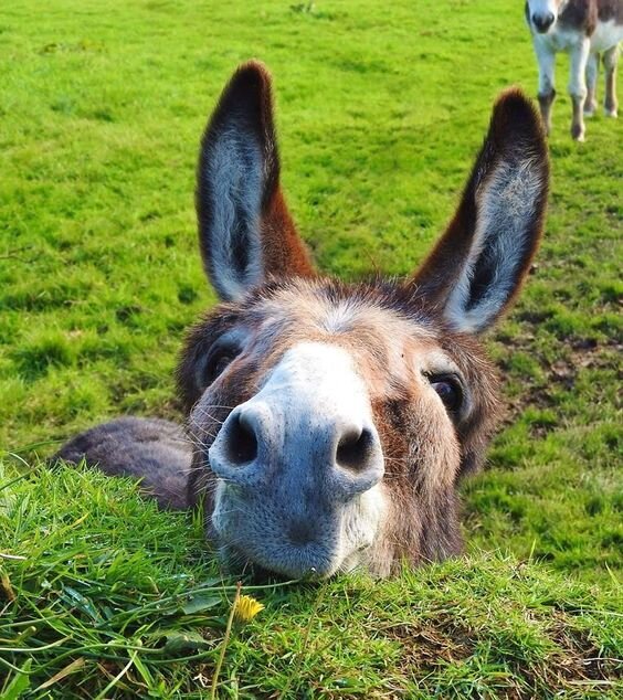 https://cowgirlmagazine.com/donkeys-cute/