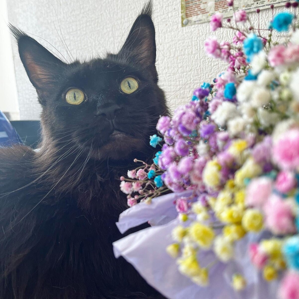 Женщина и много собак. Независимая женщина с кошками. Кошатница игра. Кошатница. Одинокая кошатница.