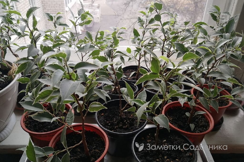Эти фикусята в прошлом году весной были черенками