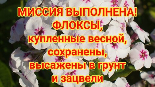 Флоксы, купленные весной, сохранены, высажены в грунт и зацвели