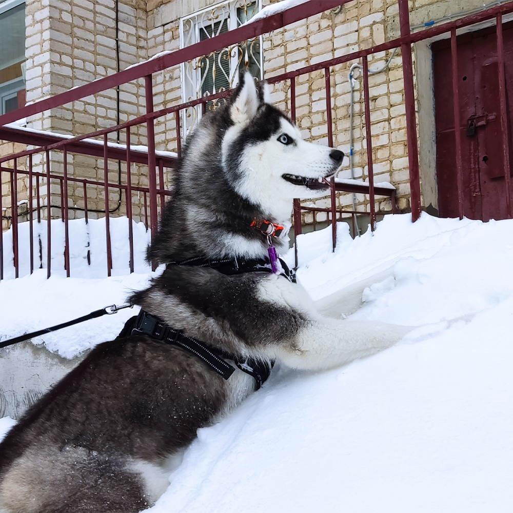 Хаски по имени Мани