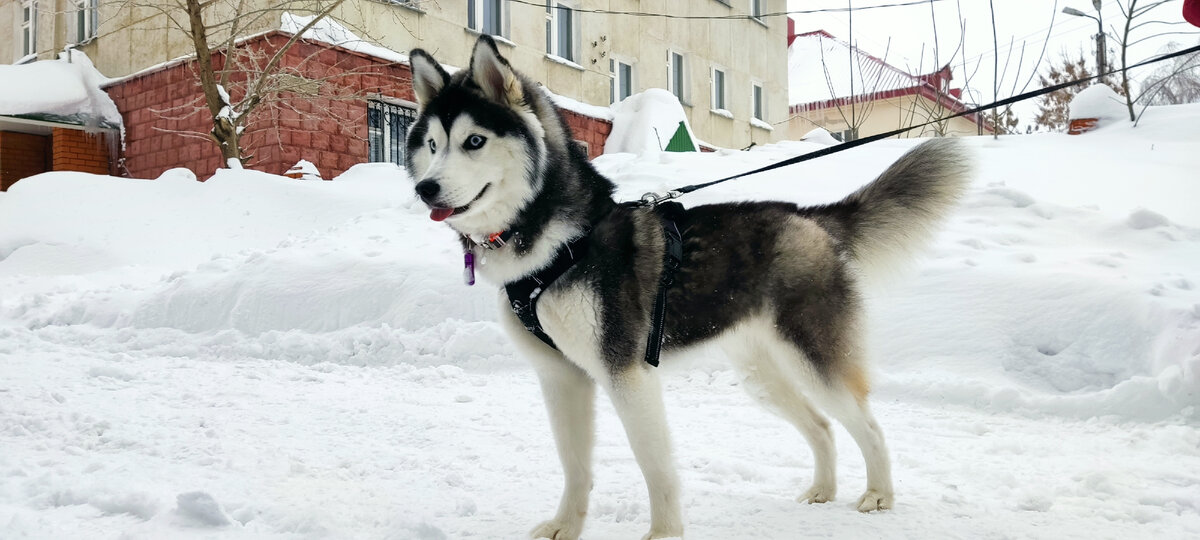 Хаски по имени Мани 