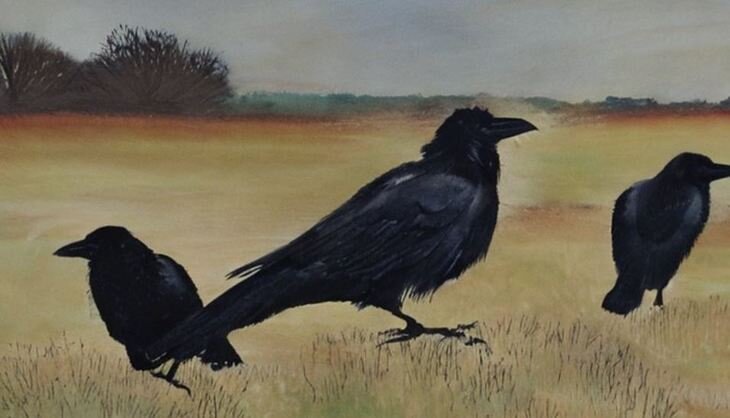    Как избавиться от птиц в поле – изгнание грача