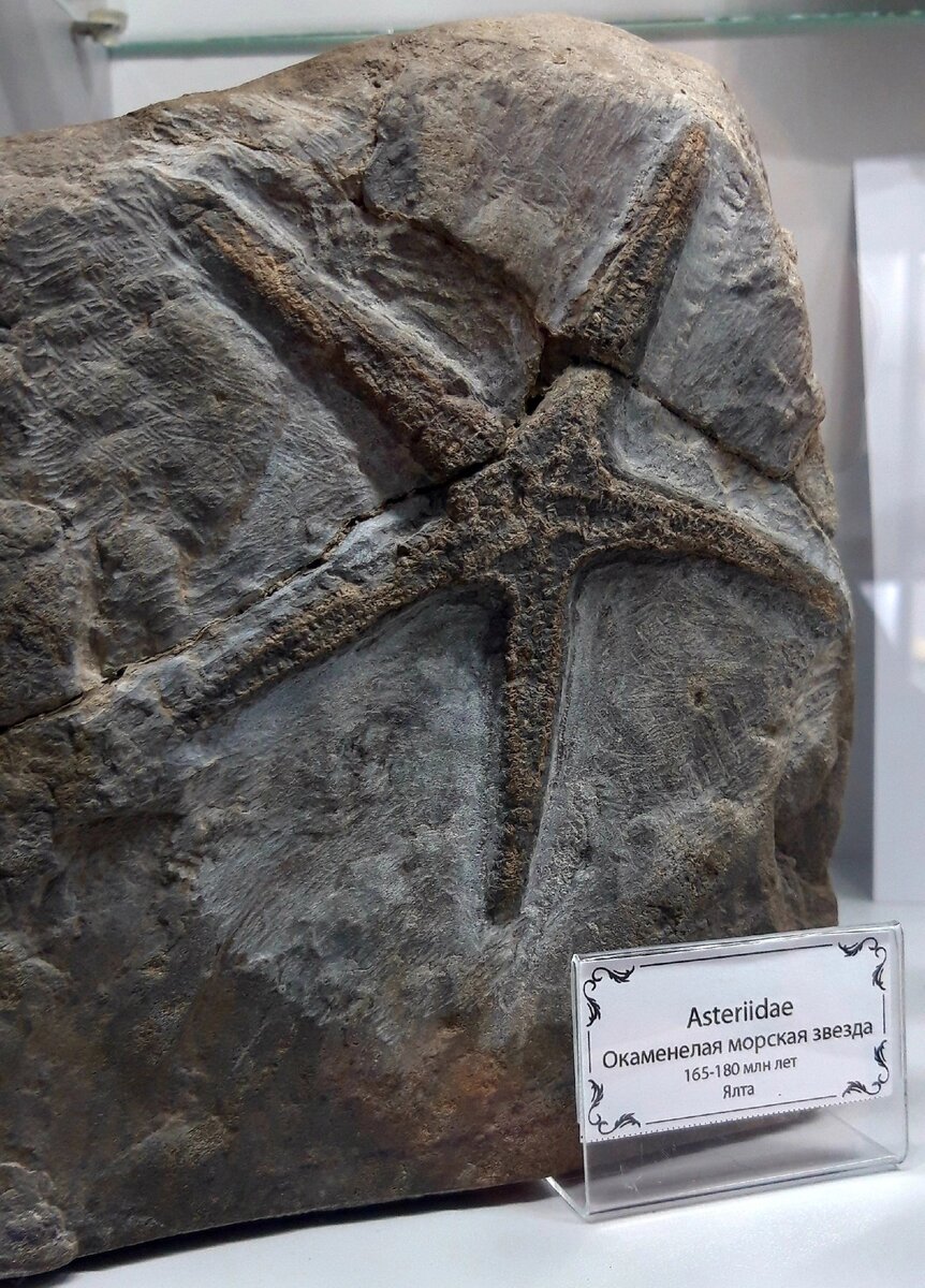 Окаменелая морская звезда // Фото: Валентин Вербицкий