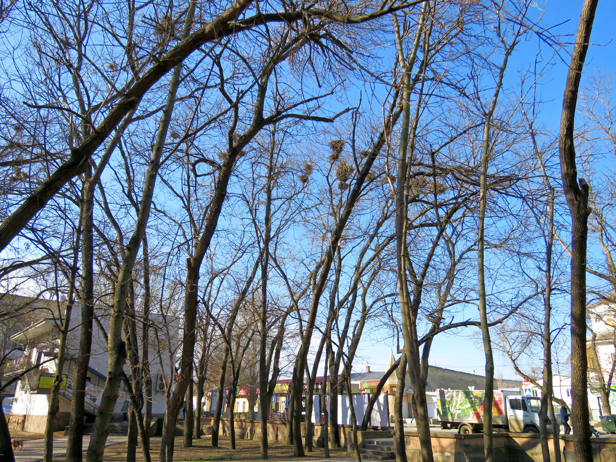 Весенние хлопоты грачей. | Променад с фотоаппаратом. | Дзен