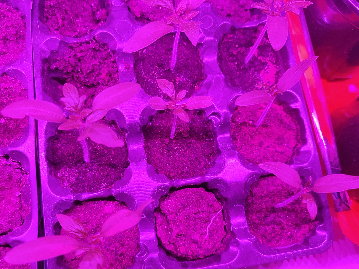 Не очень им в торфяных таблетках, при пересадке сделаю им вкусный грунт