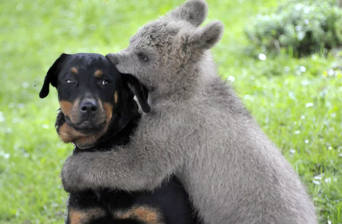 My animal friends. Дружба животных. Обнимашки животных. Дружба животных разных видов. Собаки обнимаются.
