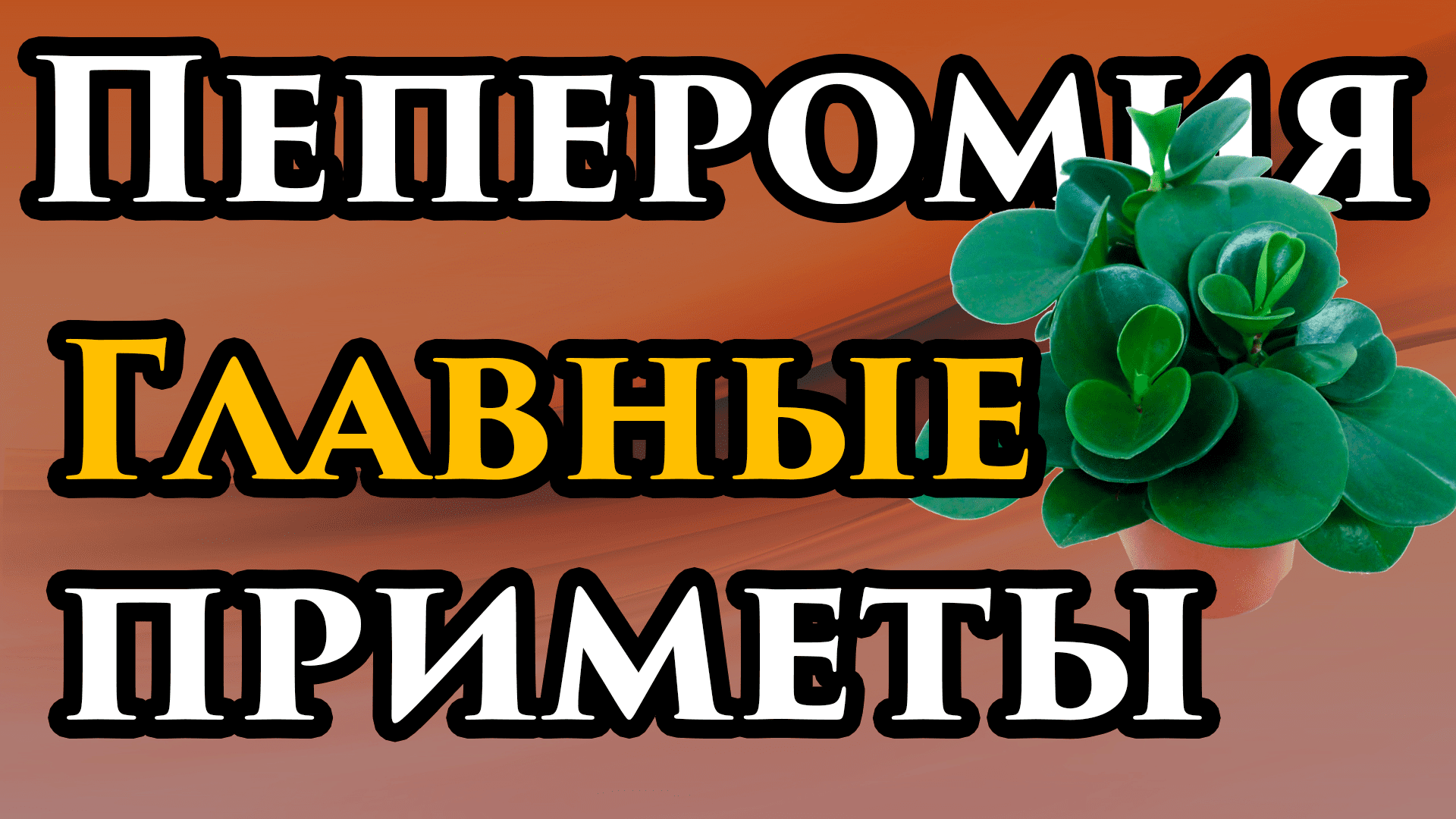 БЕРЕГИ ЦВЕТОК! Пеперомия приметы и суеверия 💥НАРОДНЫЕ приметы про цветы  пеперомия - Маг Fose | Маг Fose (Борис Шабрин) - ПОМОЩЬ экстрасенса | Дзен