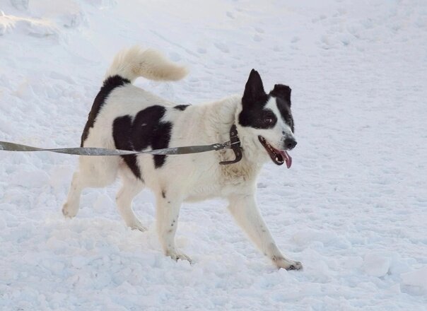 Знатный пес!!! Парень понимает, что хорош и знает себе цену. 
 
Ну во-первых: он бесспорно красив - окрас, мордочка симпатичная, хвостик кренделем- все при нём! 
Во-вторых: он лидер - авторитет в его комнате беспрекословный, хотя- своих девчонок он и обижать то не думает, просто когда совсем разбалуются- он тихонько, без агрессии ставит их на место... 