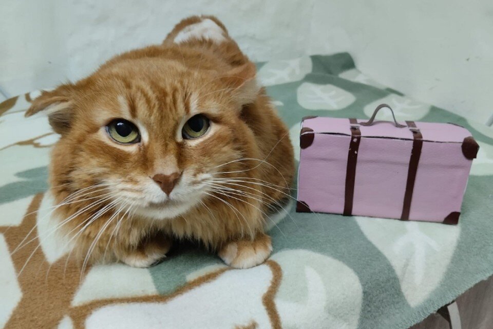     Сейчас коты находятся на передержке в ожидании новых хозяев. ФОТО: Ольга АЛЕХНОВИЧ
