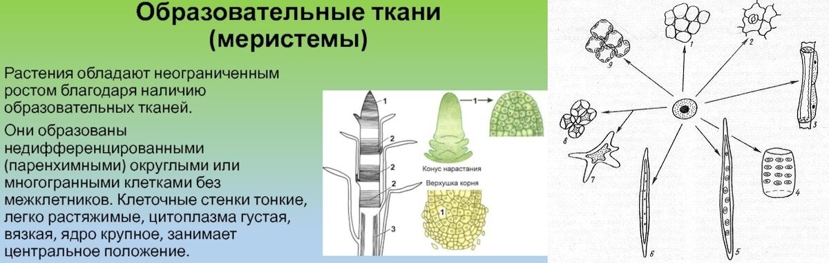 Ткани растений меристемы. Клетки образовательной ткани. Образовательная ткань растений. Как выглядит образовательная ткань. Характеристика образовательной ткани