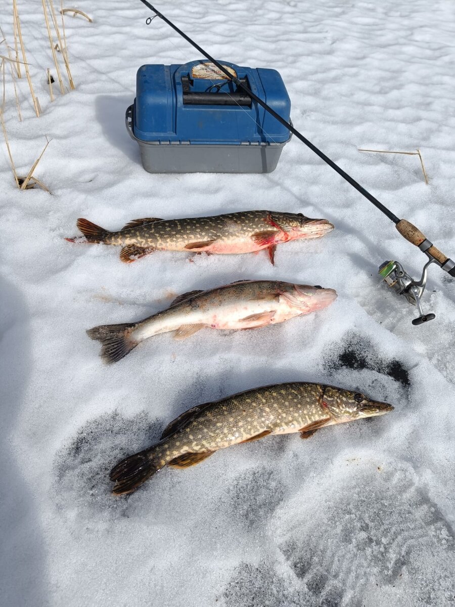 На одной из рыбалок , также в прилове был приличный судак. 