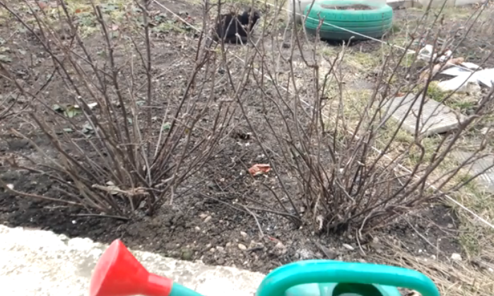 Обработку проводим как можно раньше