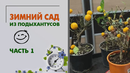 Зимний сад из подыхантусов (Часть 1) Обрезка цитрусов, эсхинантусы, фиалки, бегонии, пересадки