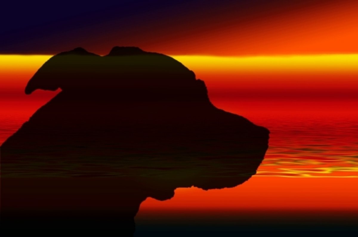    В Кемерове полицейский был вынужден застрелить собаку