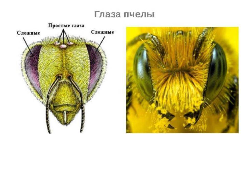 Глаза насекомых имеют. Строение фасеточного глаза пчелы. Органы чувств пчелы медоносной. Строение глаза пчелы. Сложные глаза у насекомых.