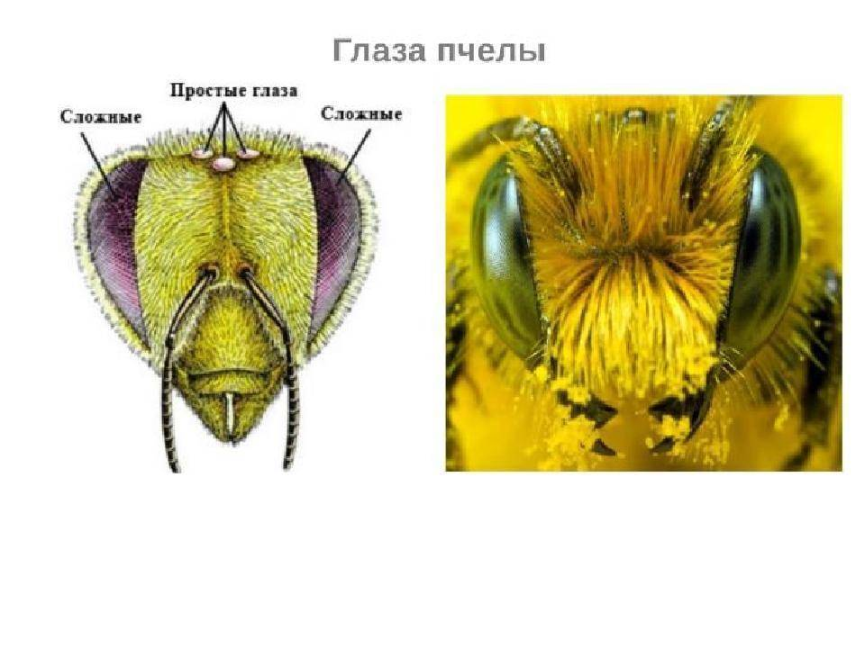 Органы чувств насекомых. Фасеточные глаза пчелы. Строение фасеточного глаза пчелы. Глаза пчелы строение. Строение головы пчелы медоносной.