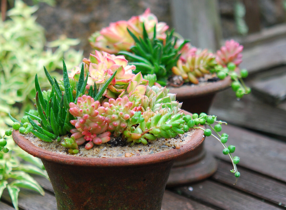 Суккуленты предпочитают редкий, но обильный полив