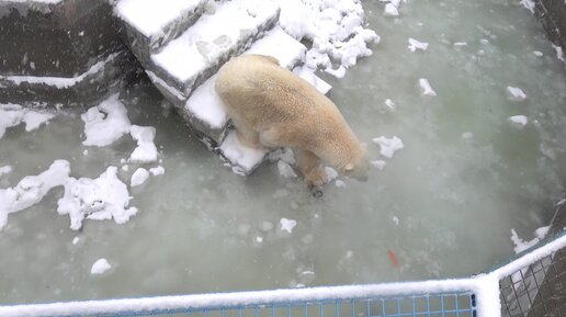 Кай в воду не пошел, только водички попил. 19.03.2023